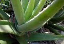 Aloe Vera&rsquo;s Benefits